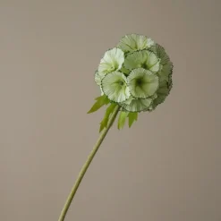 Scabiosa Seed Pod Flower>Botané Discount