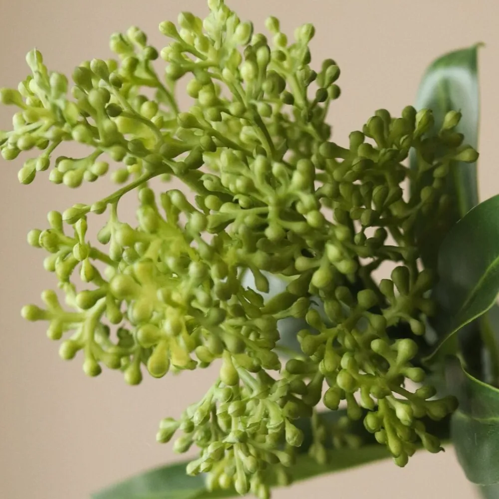 Botané Skimmia Berry Branch Clearance
