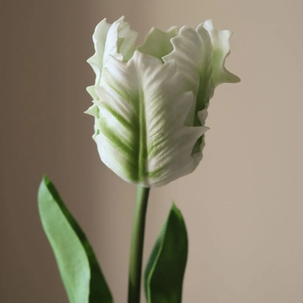 Botané Small Parrot Tulip Flower
