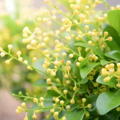 Single Flowers Perfume Solid parfume - Aglaia No. 01 Sale