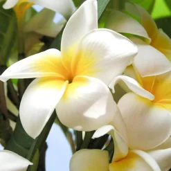 Solid parfume - Frangipani No. 15><noscript><img width=