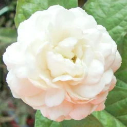 Single Flowers Perfume Solid parfume - Jasmine Sambac No. 19