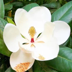 Single Flowers Perfume Solid parfume - Magnolia No. 23 Outlet