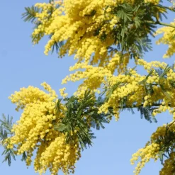 Single Flowers Perfume Solid parfume - Mimosa No. 25 New