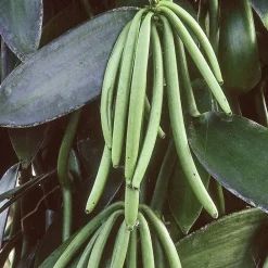 Single Flowers Perfume Solid parfume - Vanilla No. 39 Best