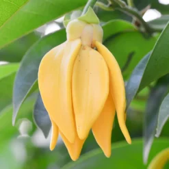 Single Flowers Perfume Solid parfume - Ylang ylang No. 41