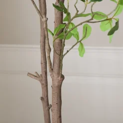 Tropical Almond><noscript><img width=